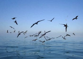 Consórcio explora algas da costa portuguesa para substituir pesticidas da produção da pêra e maçã