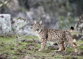 Lince-ibérico deixa de ser considerado um animal “criticamente em perigo””