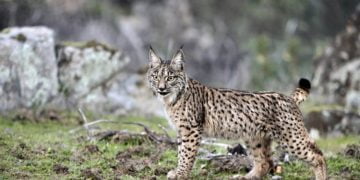 Lince-ibérico deixa de ser considerado um animal “criticamente em perigo””