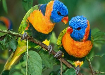 Sistema imunitário das aves silvestres está a ser afectado pela ingestão de chumbo