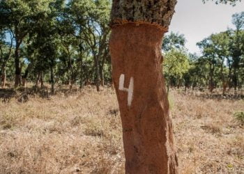 Corticeira Amorim disponibiliza serviço de aconselhamento técnico a produtores florestais