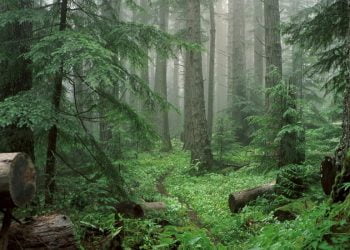 Ministérios assinam hoje protocolo para colocar desempregados a proteger florestas