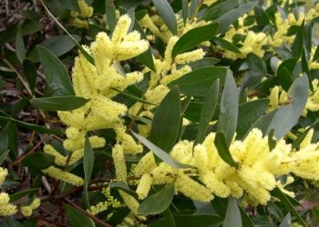 Um pequeno insecto vai lutar contra uma das “piores plantas invasoras em Portugal”