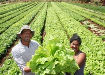 Dinamarca: o primeiro país que, por lei, só terá agricultura biológica