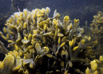 Algas podem vir a medir os níveis de poluição de metais nas águas costeiras