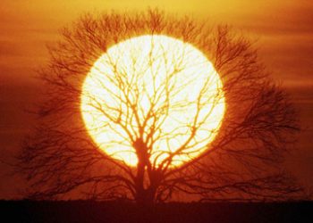 Alterações climáticas agravam perda da biodiversidade