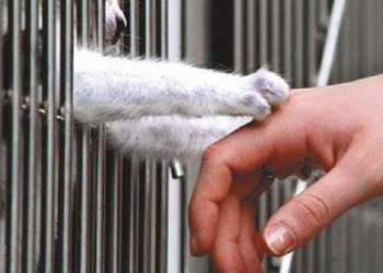 Número de animais abandonados não pára de aumentar