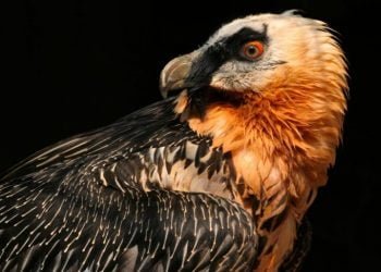 Dispara energia feita por gás natural