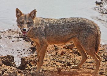 O chacal-dourado de África afinal é um lobo