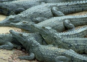 Crocodilos mataram 175 pessoas na província moçambicana de Tete desde 2010