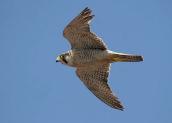 Quercus liberta várias espécies de aves amanhã