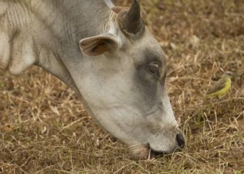 Ministério da Agricultura avança com apoio à alimentação animal na próxima semana devido à seca