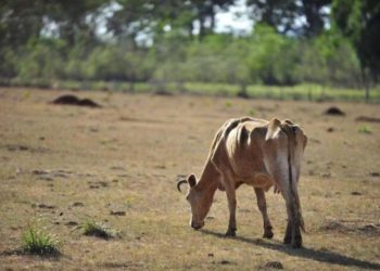 Produtores de gado preocupados com falta de comida para os animais