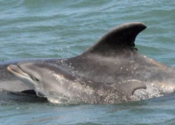 Roazes do Sado perderam o seu Asa
