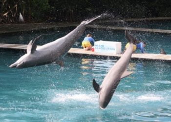 PAN indignado com avanço da emissão do programa “Golfinhos Com as Estrelas”