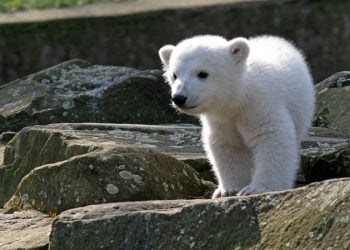 Já é conhecida a causa da morte do famoso urso Knut: uma doença que só era conhecida nos humanos.