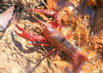 Quercus alerta para centenas de quilos de lagostins mortos no rio Tejo