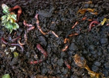 Descobertas moléculas em minhocas que nos impedem de ficar atulhados em folhas