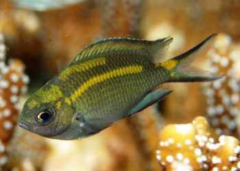 Traços genéticos dos peixes serão cruciais para a sua sobrevivência às alterações climáticas