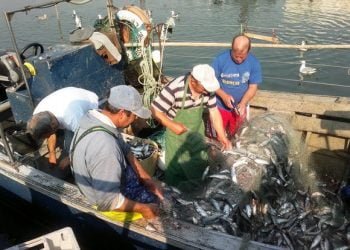 “Pesca da sardinha pode acabar este ano”