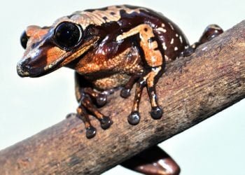 Um grama de veneno de uma rã do Brasil é capaz de matar 80 pessoas