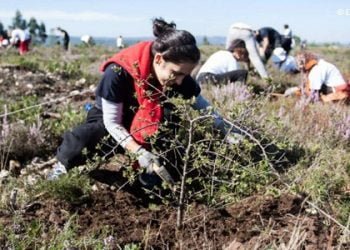 Floresta Unida procura voluntários para recuperar árvores no concelho