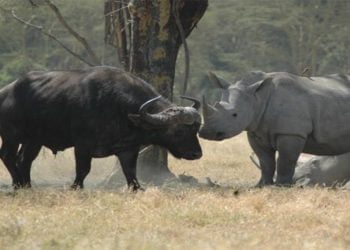 Companhias americanas recusam transportar corpos de animais de grande porte