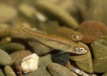 População de saramugos duplica no fluviário de Mora