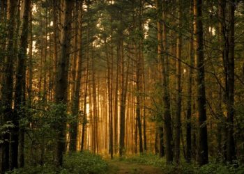 Há três biliões de árvores no mundo