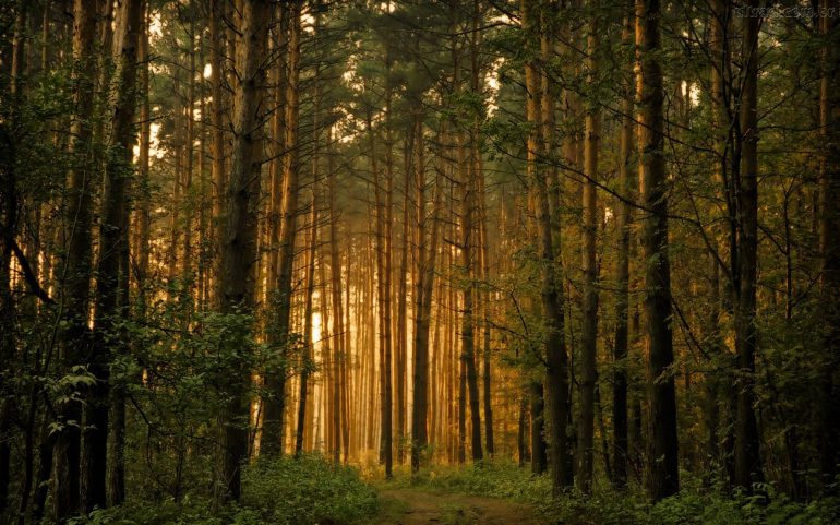 Barómetro de investimento florestal verifica baixa gestão de combustível, rearborização e diversificação da floresta