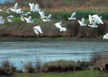 Paul do Boquilobo tenta manter galardão de Reserva da Biosfera