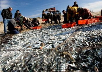 Comissão Europeia quer acabar com peixe atirado ao mar