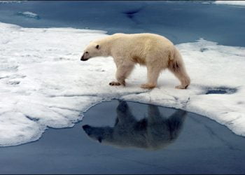 Ecologistas aplaudem fim da extração de petróleo no Ártico