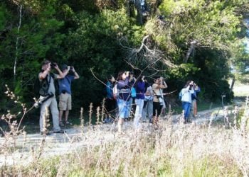 Algarve volta a assumir-se como local privilegiado para observação de aves
