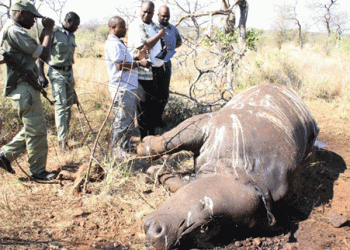 Caça furtiva em Angola leva ao abate de 2000 animais todos os anos