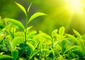 Fotossíntese é muito melhor do que painéis a captar e usar energia solar