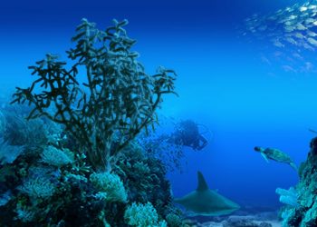 “Os oceanos não são permanentemente regeneráveis e é urgente protege-los”