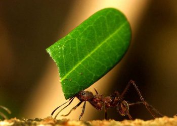 Afinal as formigas também são preguiçosas