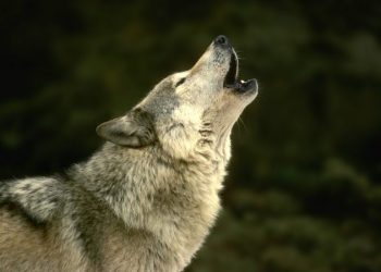 Donativos garantem futuro do Centro de Recuperação do Lobo Ibérico