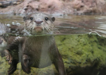 Fluviário de Mora abre concurso para renovar lontrário