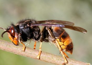 Eliminados 57 ninhos de vespa asiática em Valongo desde o início do ano