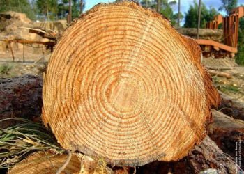 O segredo dos anéis das árvores