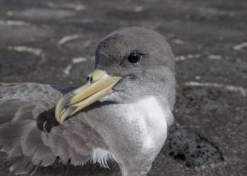Governo cria novas zonas de proteção especial para aves marinhas e alarga existentes