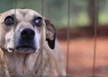 Maus tratos a animais totalizam 98 crimes e 4536 multas no primeiro ano da lei