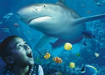 “Semanas do Tubarão” no Sea Life Porto