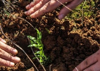 Botanical Origin assume compromisso de reflorestar áreas ardidas e degradadas em Portugal