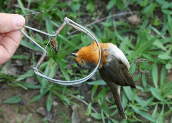 Campanha contra captura ilegal de aves recebe apoio britânico