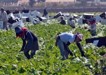 Portugal perdeu 26% das empresas agrícolas em 10 anos