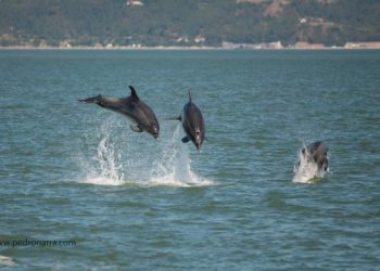 Comunidade de golfinhos-roazes do Sado tem novo membro