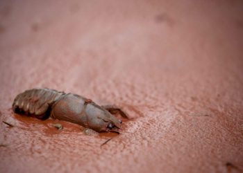Maré tóxica afeta mais de 600 mil pessoas no Brasil